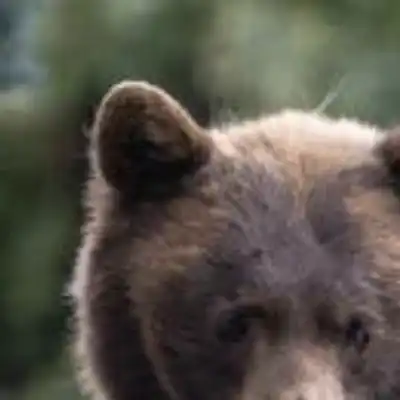 Hope the Bear