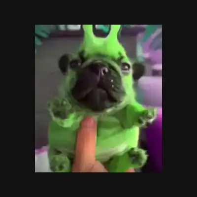 geeble