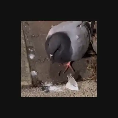 FENT PIGEON