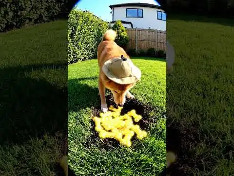 Shiba Inu unearths a hidden vault of glittering Dogecoin bones in his backyard.