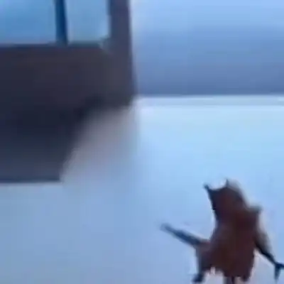 Cat Stealing Fish