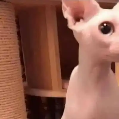 Pussy Wif Tits
